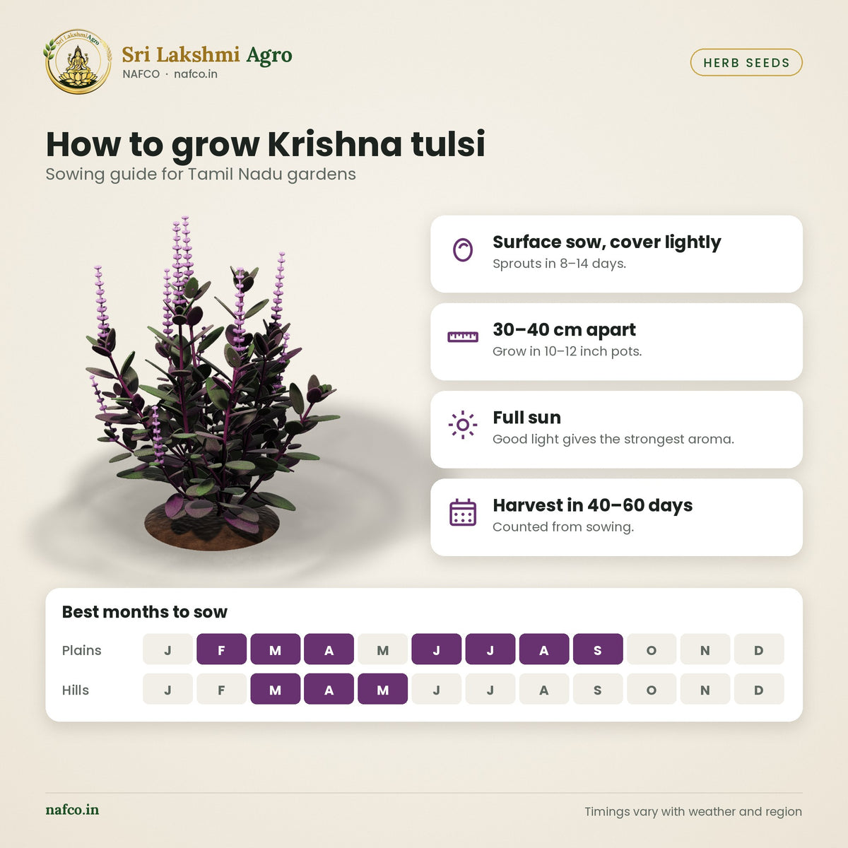 Krishna Tulsi Seeds (Karunthulasi) – Purple Holy Basil – sowing guide