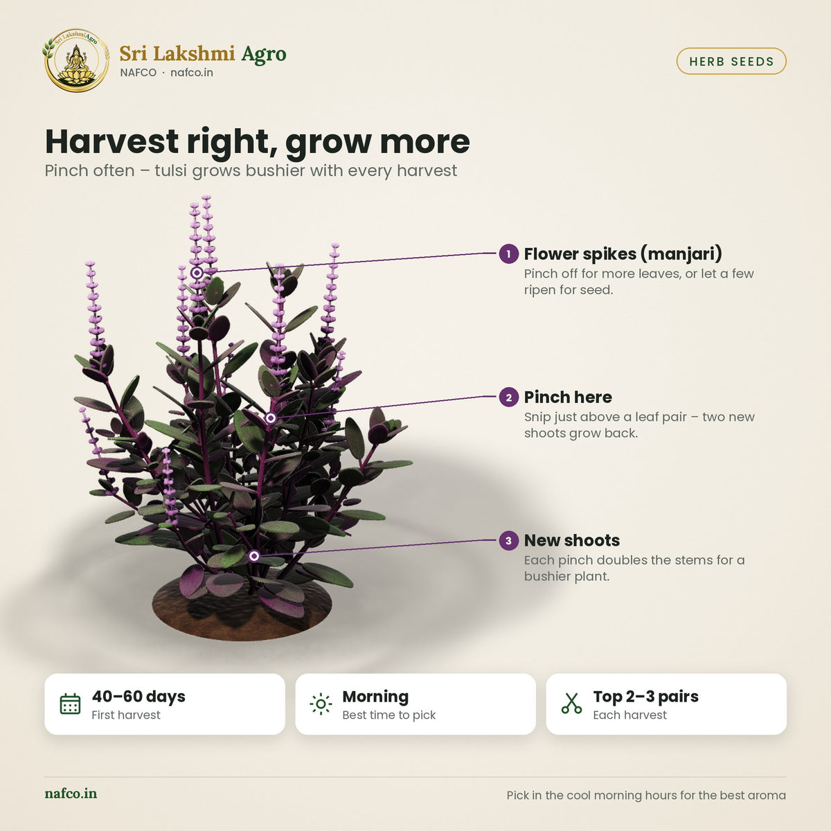 Krishna Tulsi Seeds (Karunthulasi) – Purple Holy Basil – harvest guide