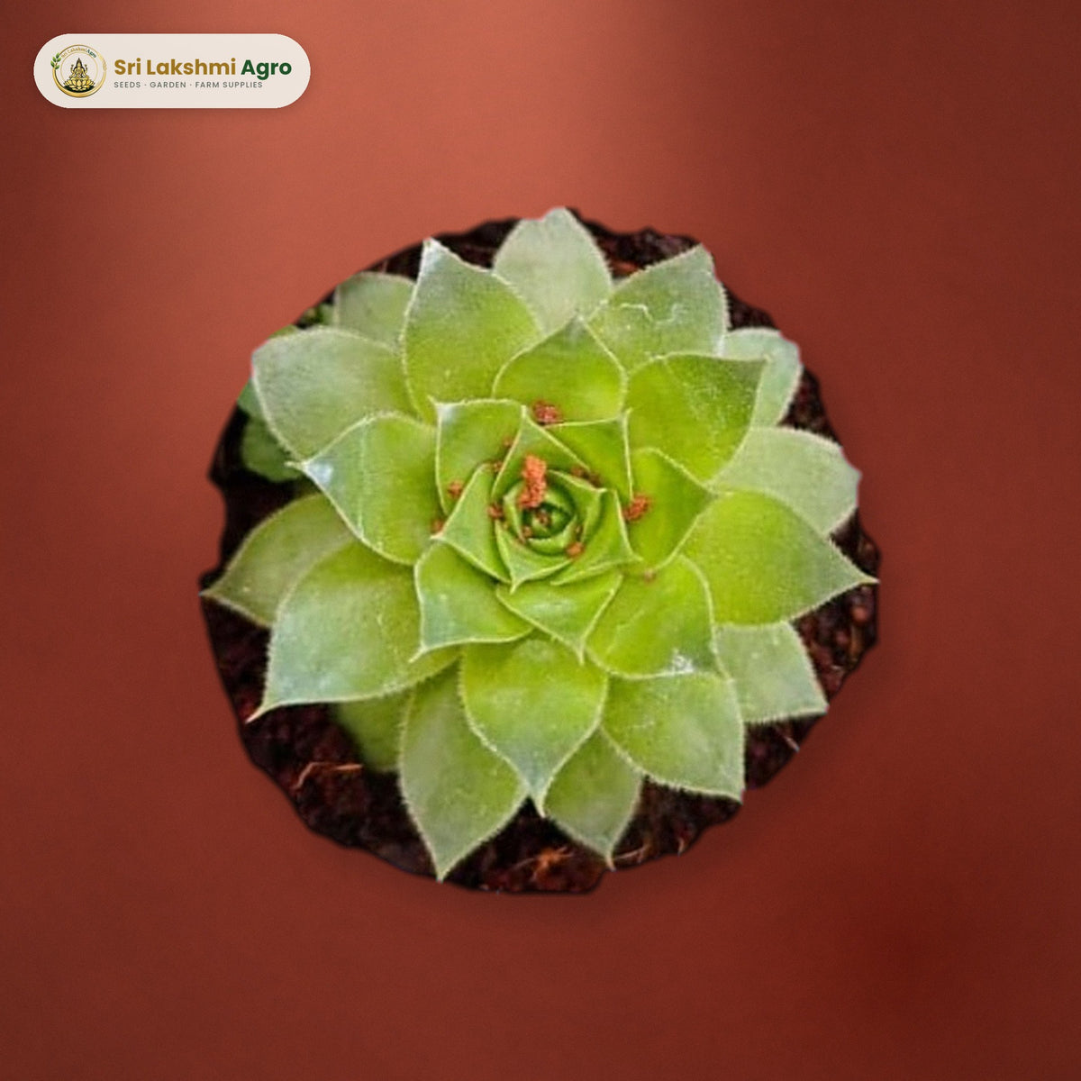 Lakshmi Kamal Succulent (Mini): real plant styled on a red-oxide floor