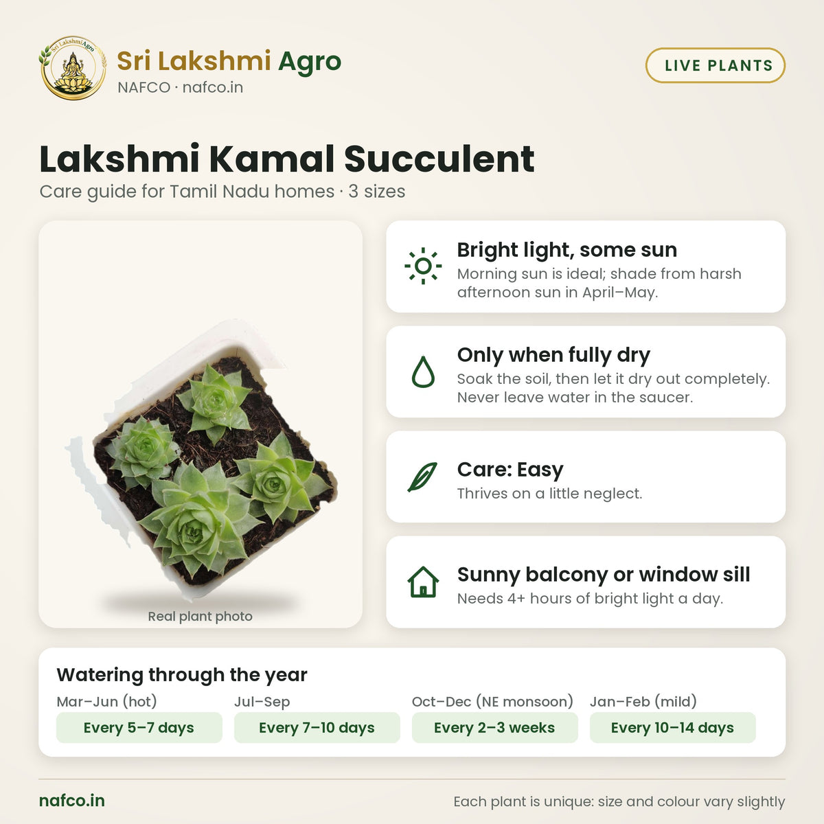 Lakshmi Kamal Succulent care guide: bright light, some sun; water only when fully dry; care easy; best spot sunny balcony or window sill