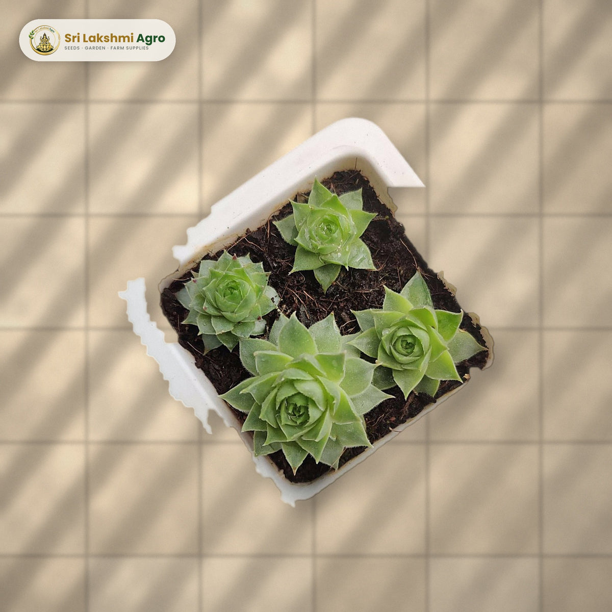 Lakshmi Kamal Succulent (Small): real plant styled on a sunlit balcony floor