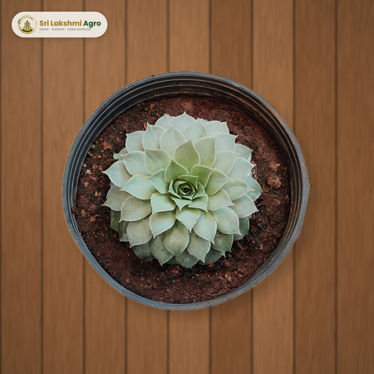 Lakshmi Kamal Succulent (Small): real plant styled on a wooden deck
