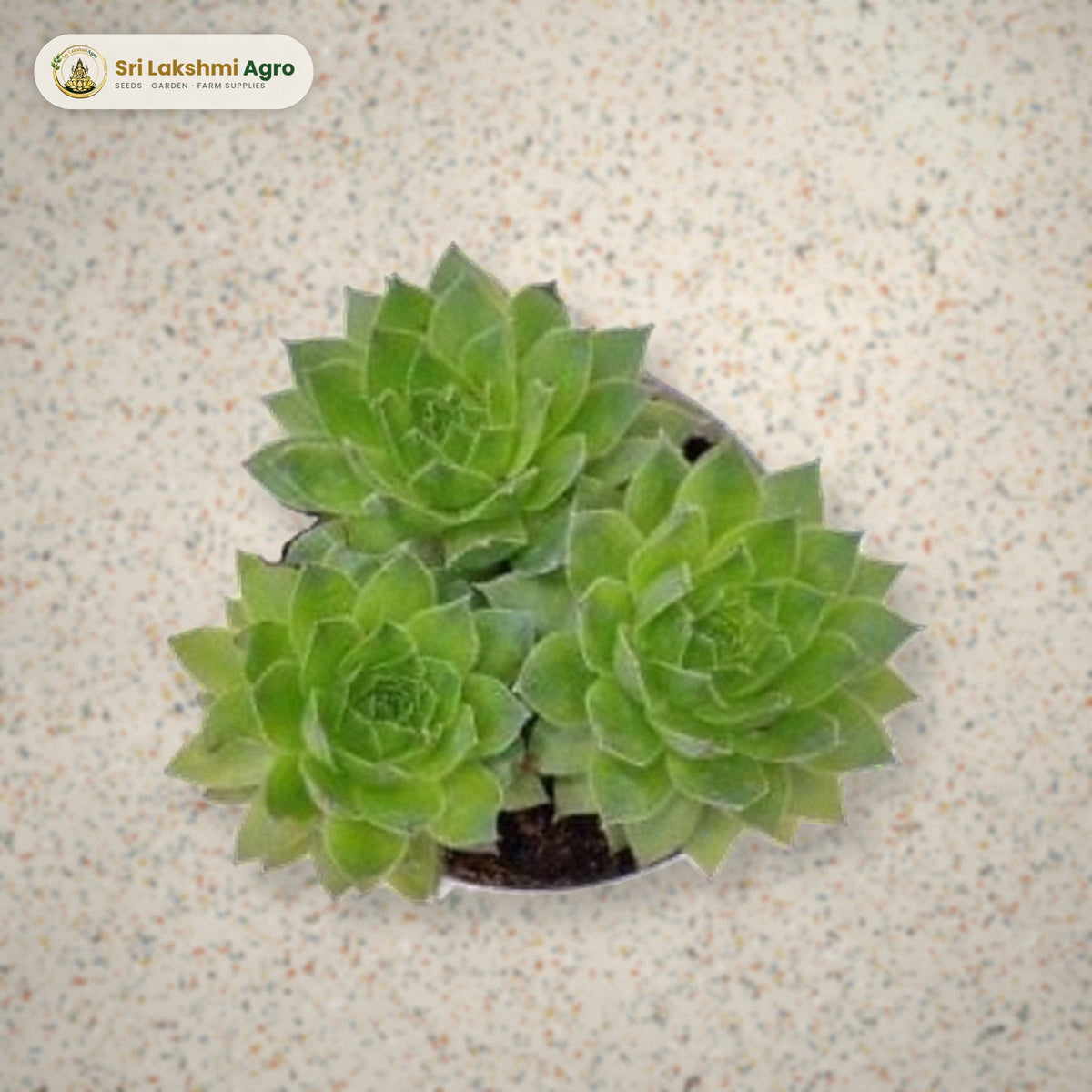 Lakshmi Kamal Succulent (8.5 cm pot): real plant styled on a terrazzo floor