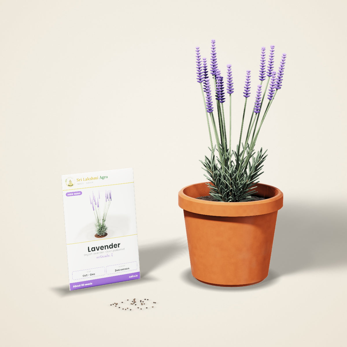 Lavender Seeds – English Lavender