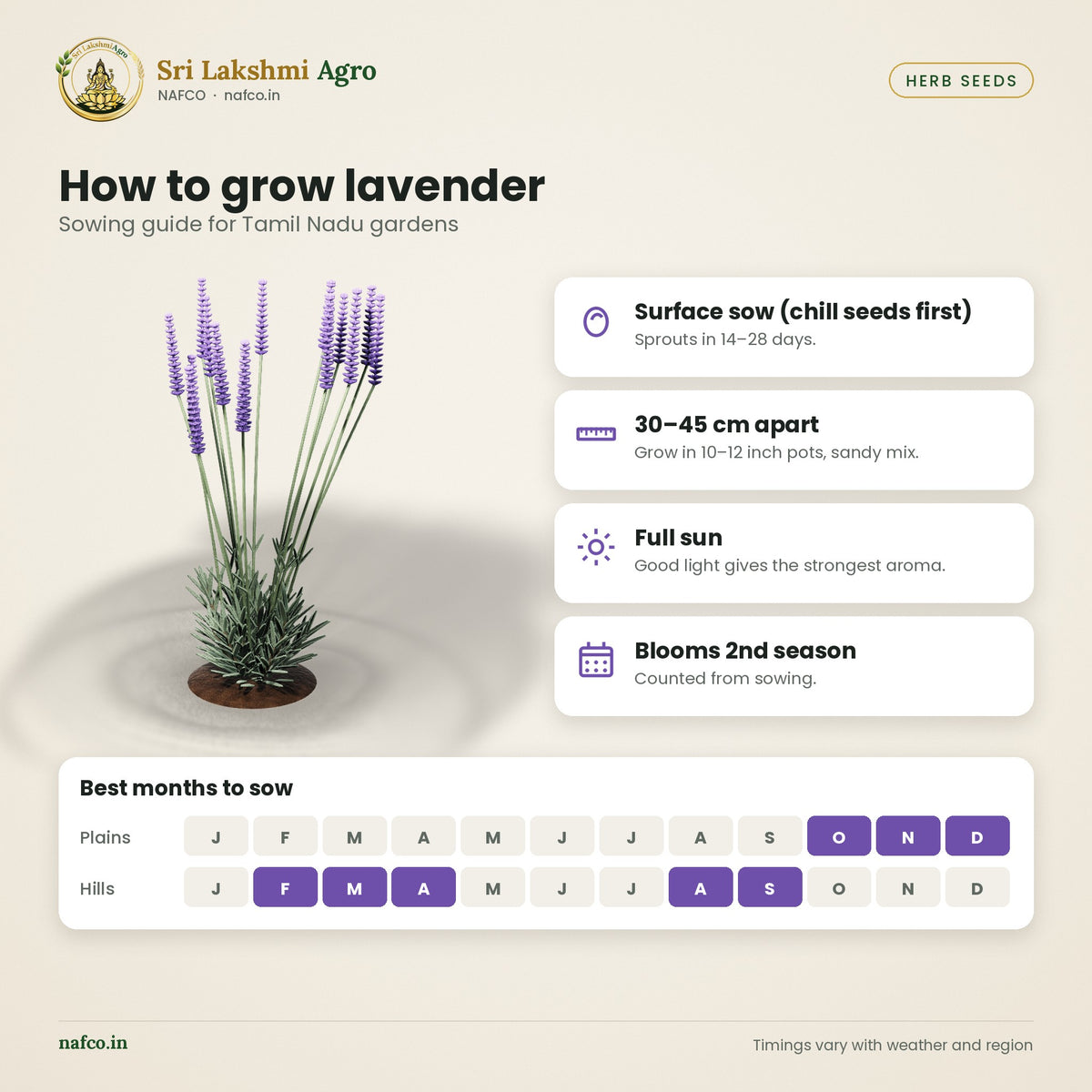 Lavender Seeds – English Lavender – sowing guide