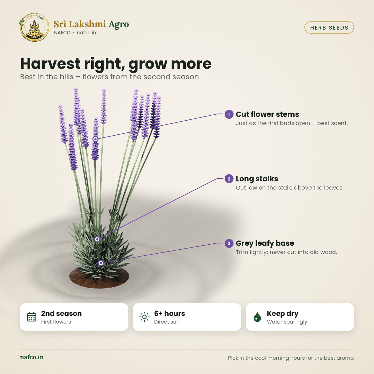 Lavender Seeds – English Lavender – harvest guide