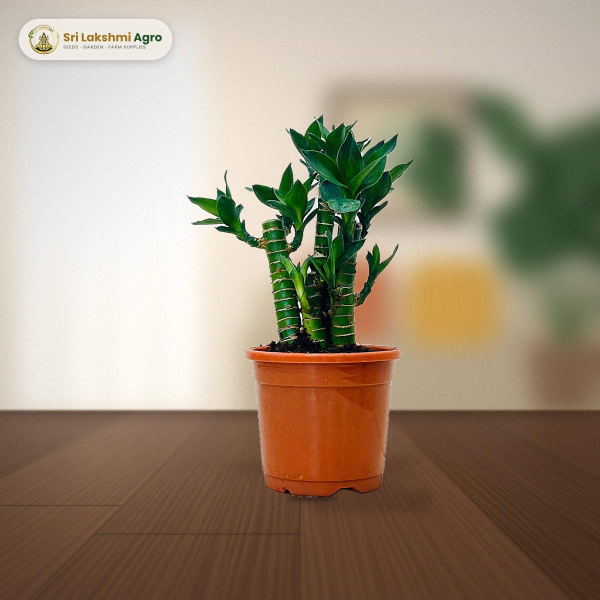 Lotus Bamboo (5 stems, 10 cm pot): real plant styled on a living-room side table