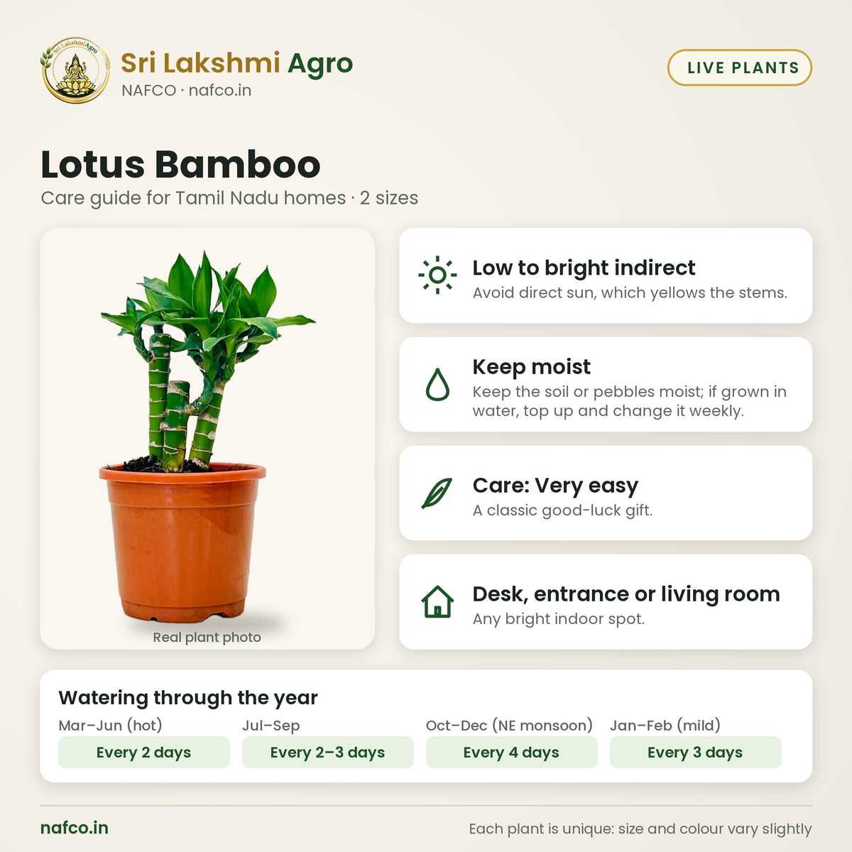 Lotus Bamboo care guide: low to bright indirect; water keep moist; care very easy; best spot desk, entrance or living room