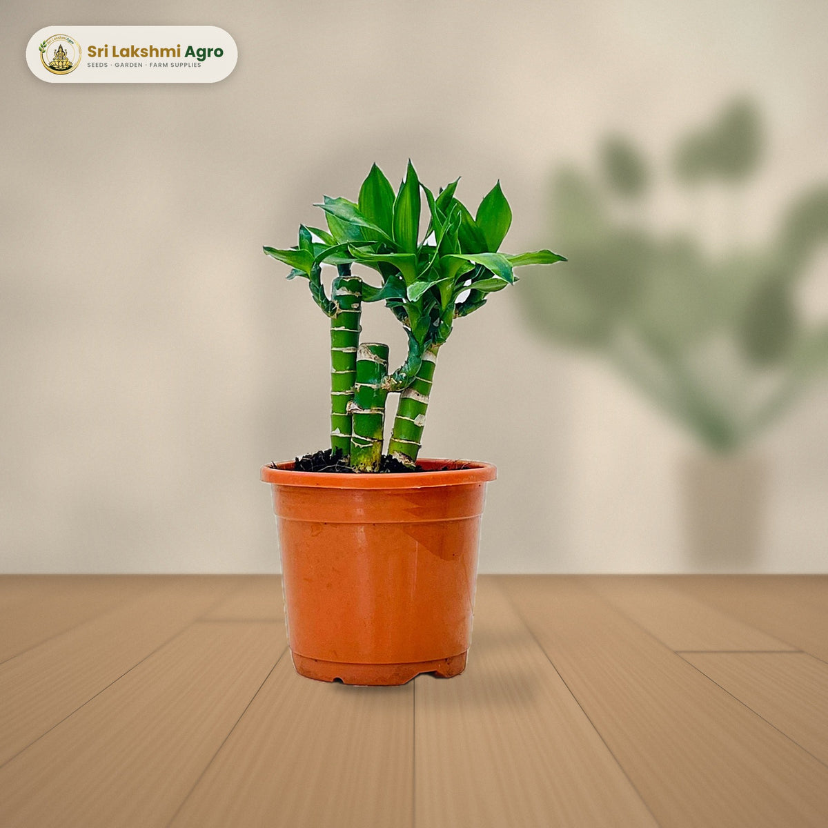 Lotus Bamboo (3 stems): real plant styled on a console against a limewash wall