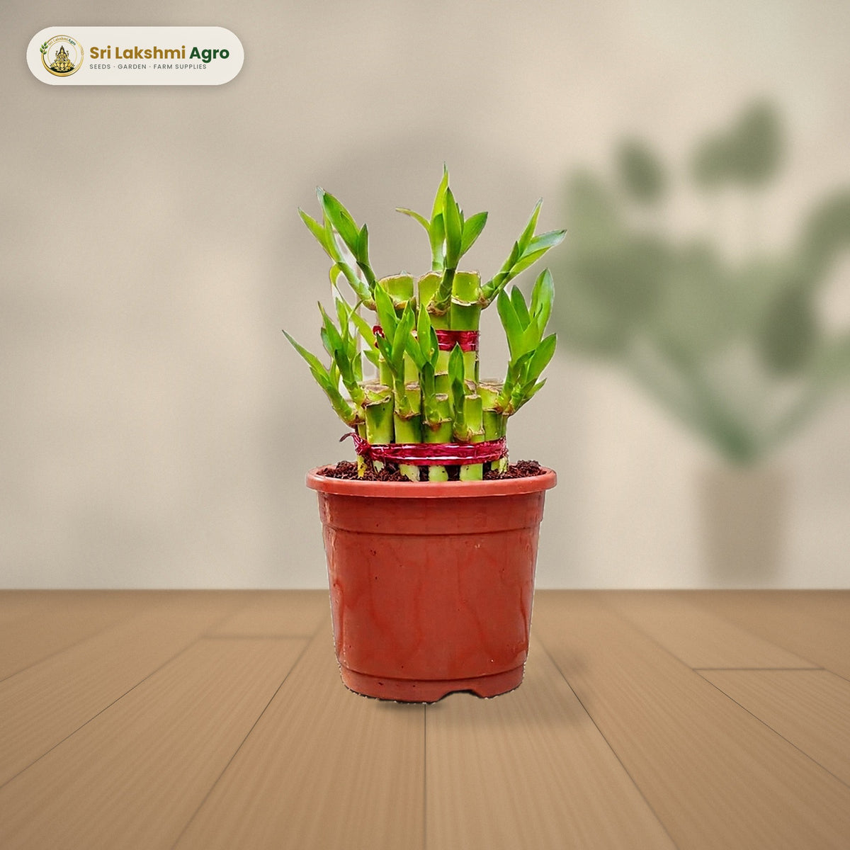 Lucky Bamboo – 2 Layer (2 layers, 10 cm pot): real plant styled on a console against a limewash wall