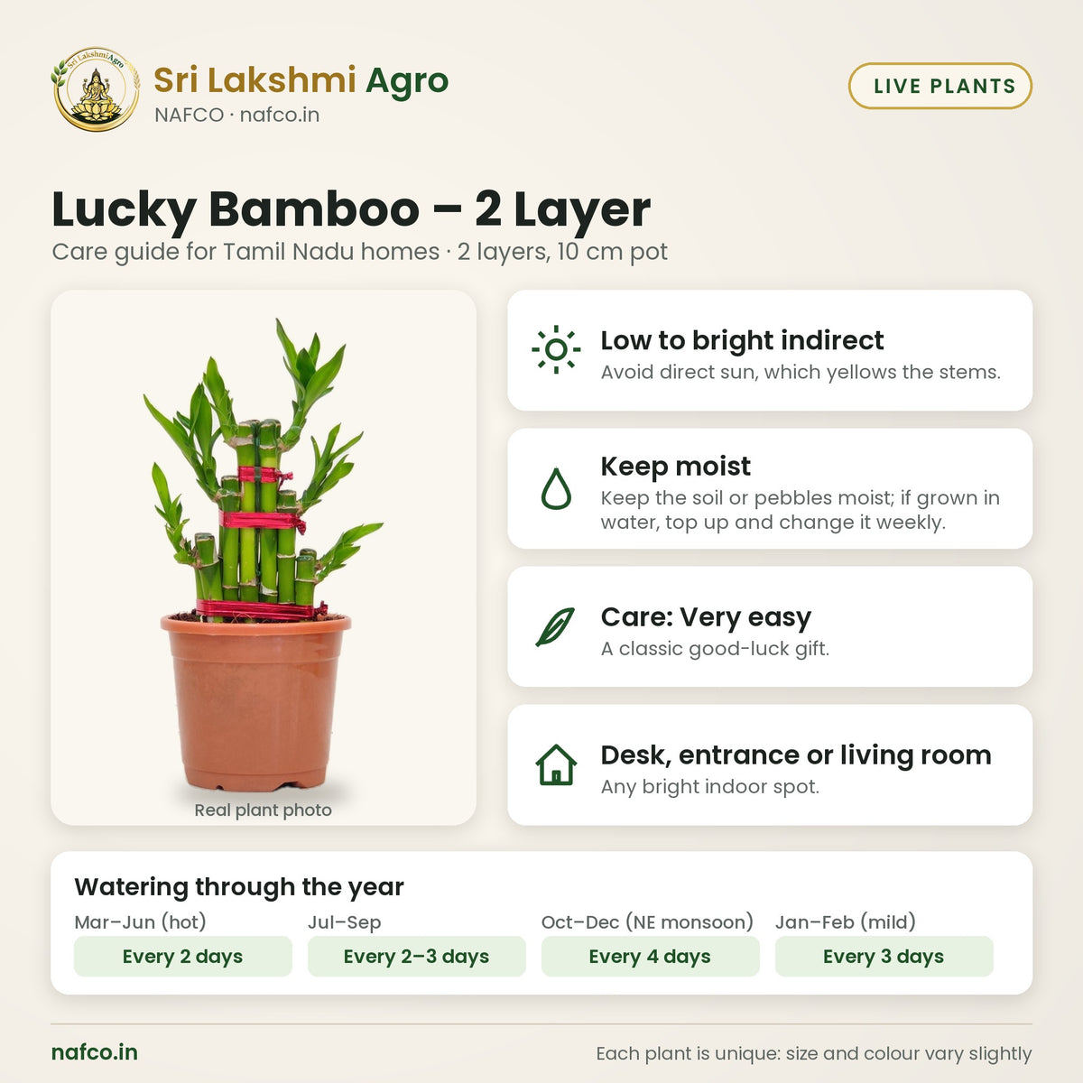 Lucky Bamboo – 2 Layer care guide: low to bright indirect; water keep moist; care very easy; best spot desk, entrance or living room