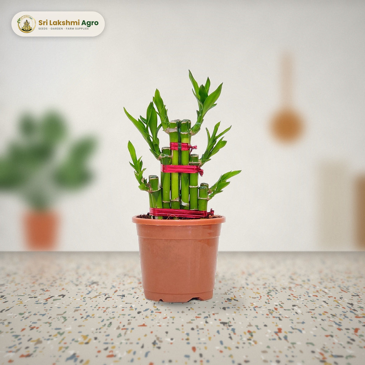 Lucky Bamboo – 2 Layer (2 layers, 10 cm pot): real plant styled on a terrazzo kitchen counter