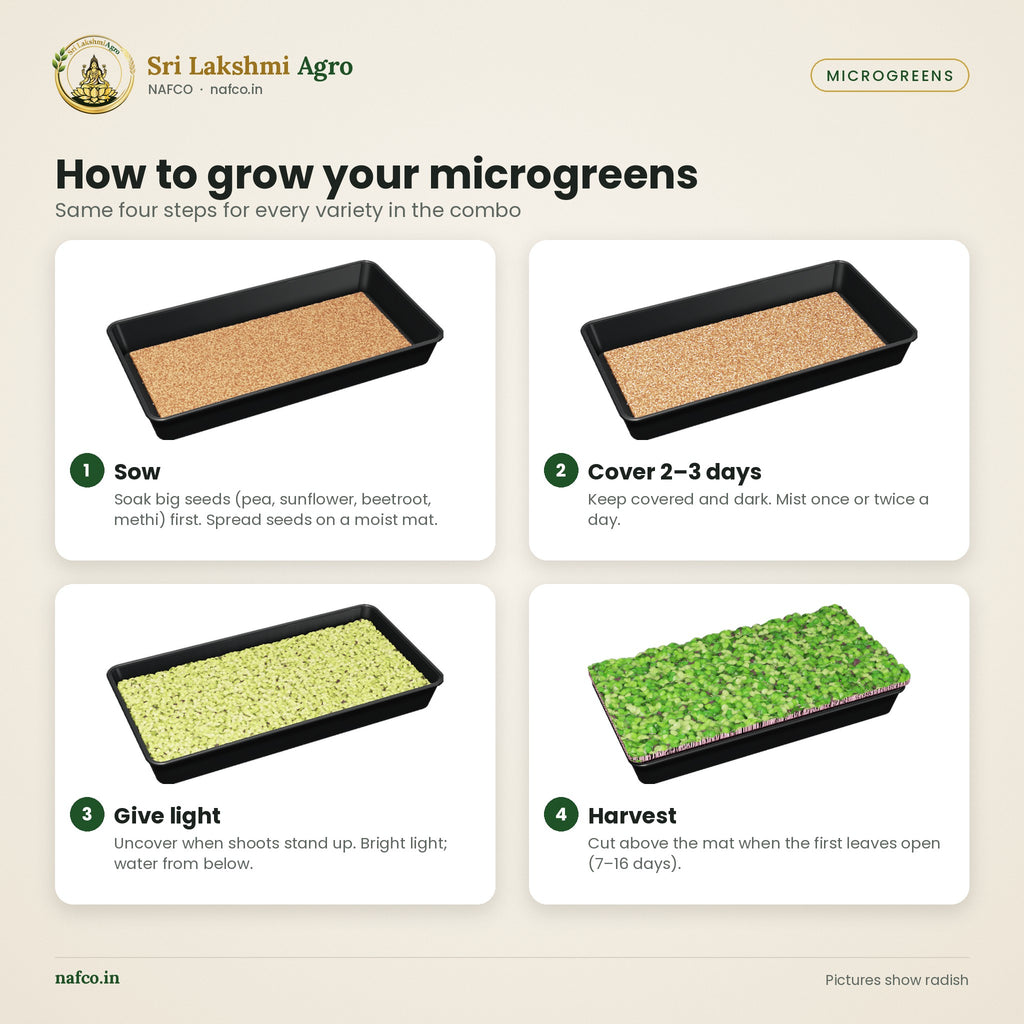 Microgreen Seeds Combo – 7 Varieties (25 g each) – how to use