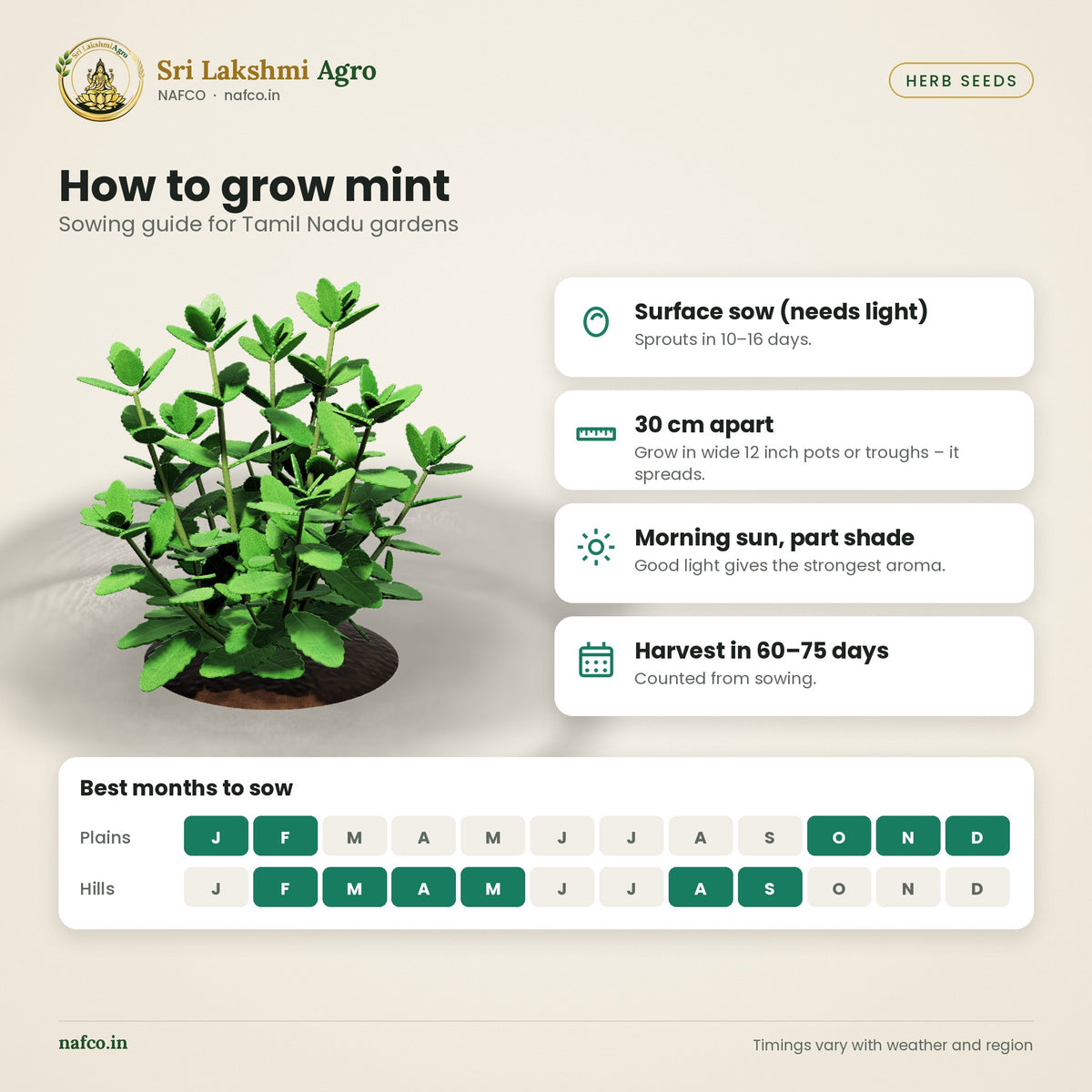 Mint (Pudina) Seeds – Spearmint – sowing guide