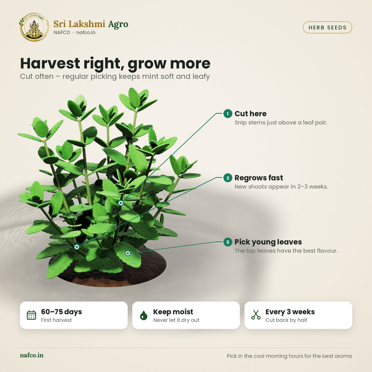 Mint (Pudina) Seeds – Spearmint – harvest guide