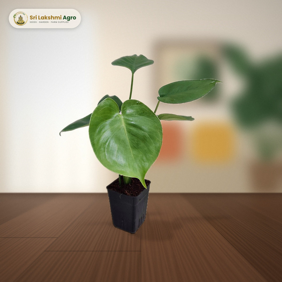 Monstera deliciosa (Small): real plant styled on a living-room side table
