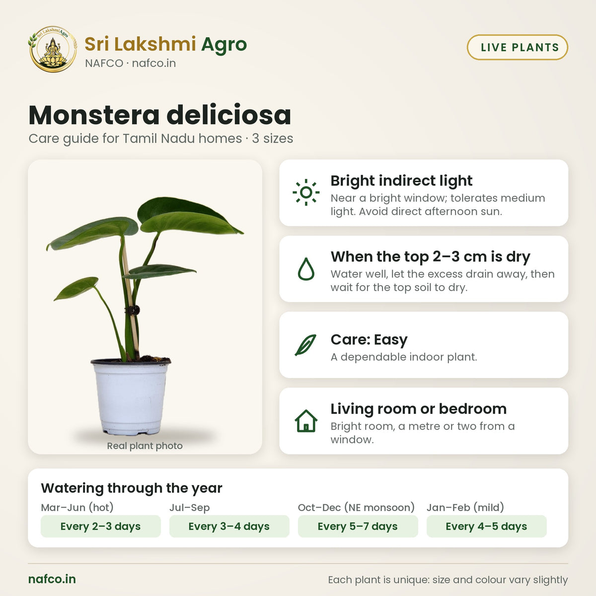 Monstera deliciosa care guide: bright indirect light; water when the top 2–3 cm is dry; care easy; best spot living room or bedroom