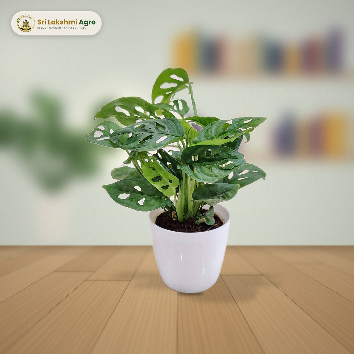Monstera deliciosa (Medium): real plant styled on a study desk
