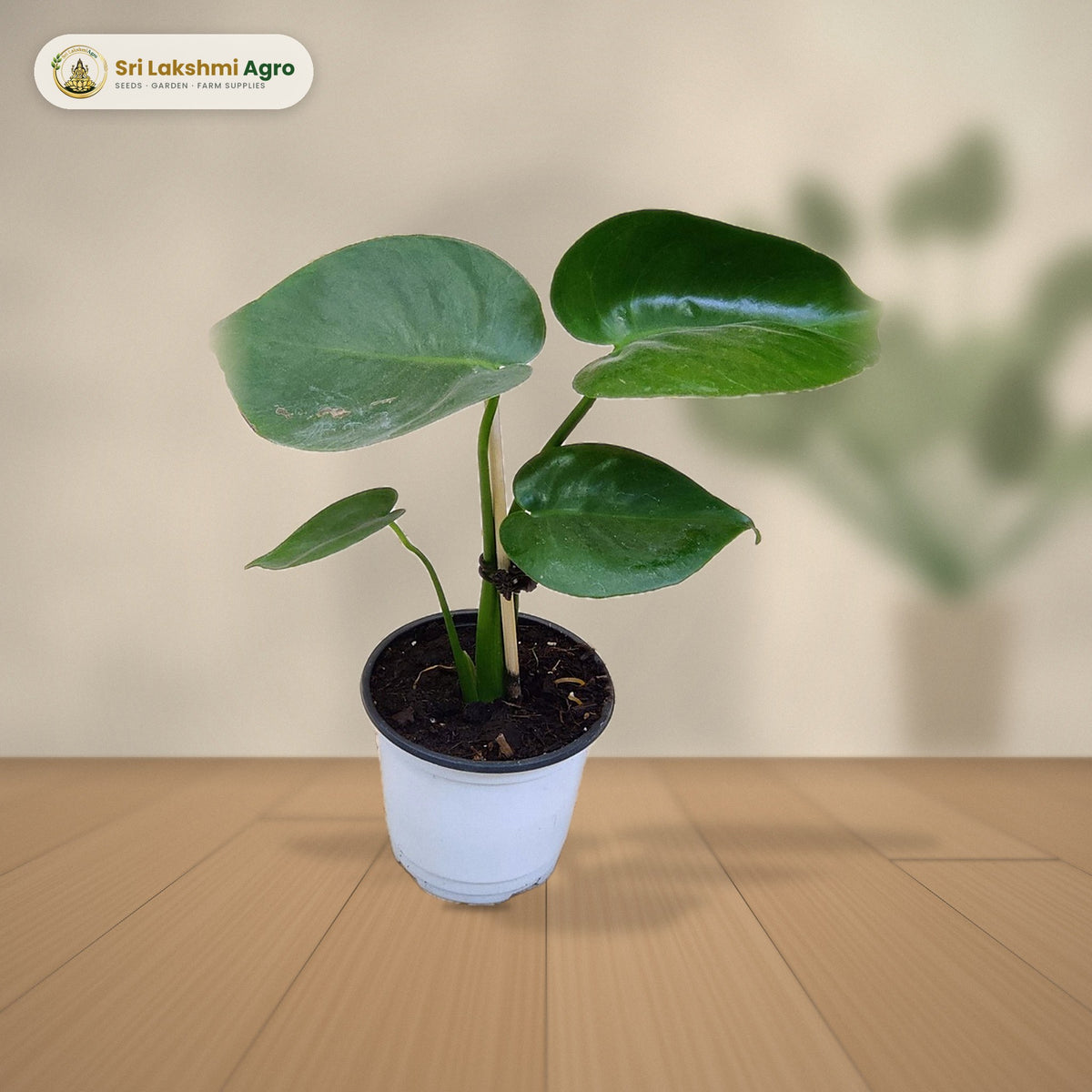 Monstera deliciosa (12 cm pot): real plant styled on a console against a limewash wall