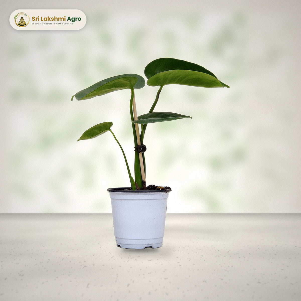 Monstera deliciosa (12 cm pot): real plant styled on a bright window sill