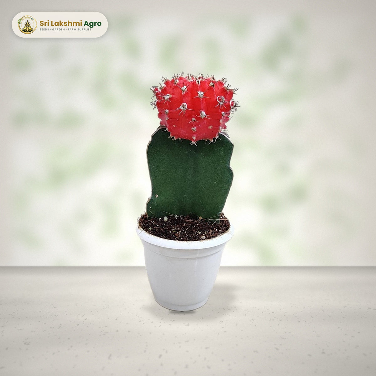 Moon Cactus – Red (Grafted Gymnocalycium) (5.5 cm pot): real plant styled on a bright window sill