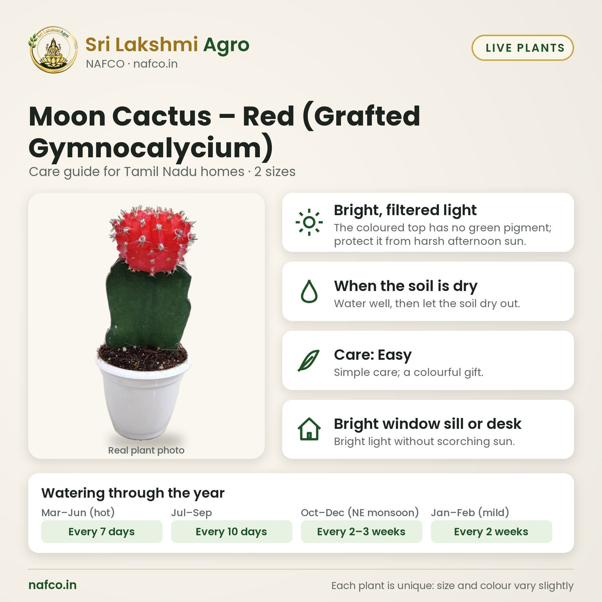 Moon Cactus – Red (Grafted Gymnocalycium) care guide: bright, filtered light; water when the soil is dry; care easy; best spot bright window sill or desk