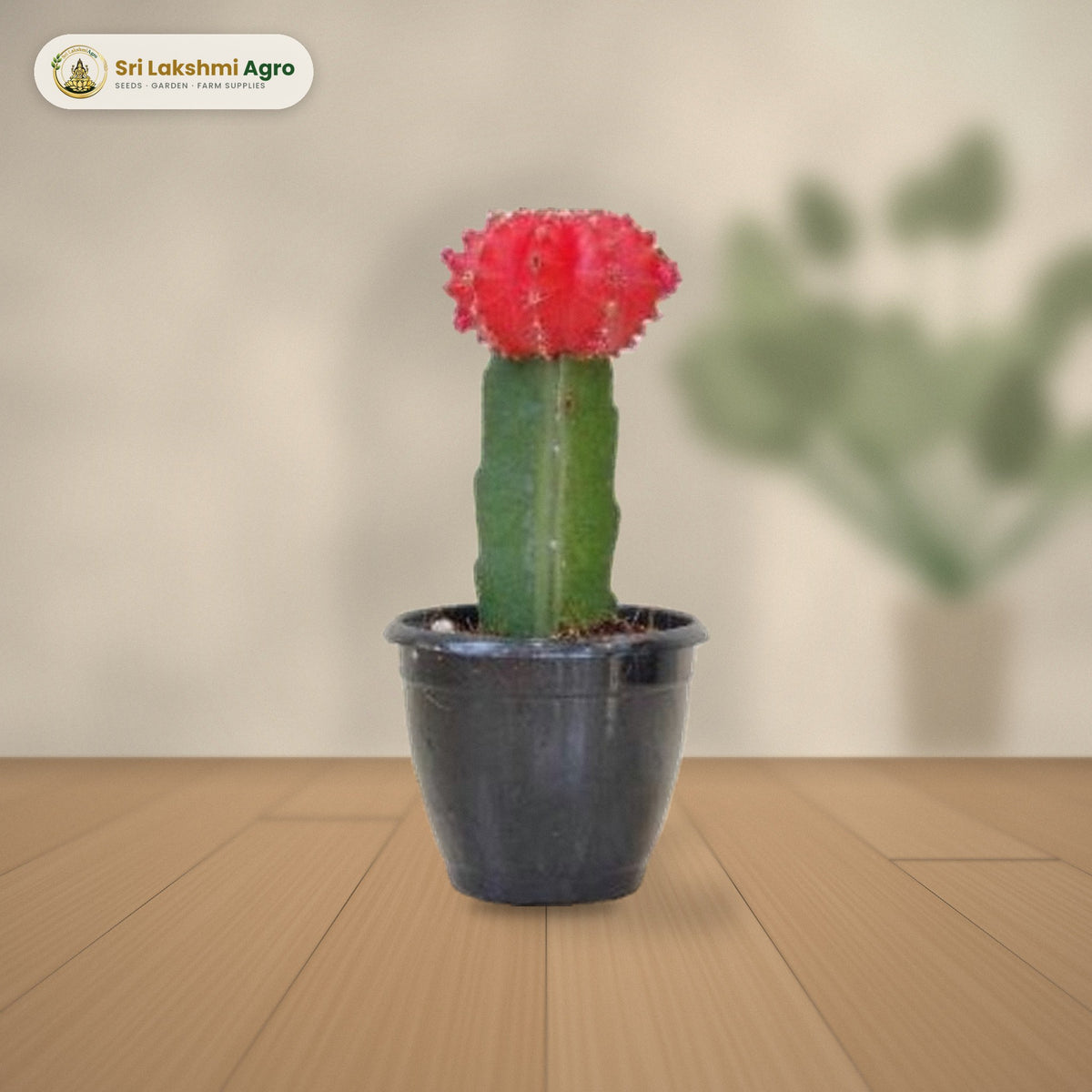 Moon Cactus – Red (Grafted Gymnocalycium) (Large): real plant styled on a console against a limewash wall