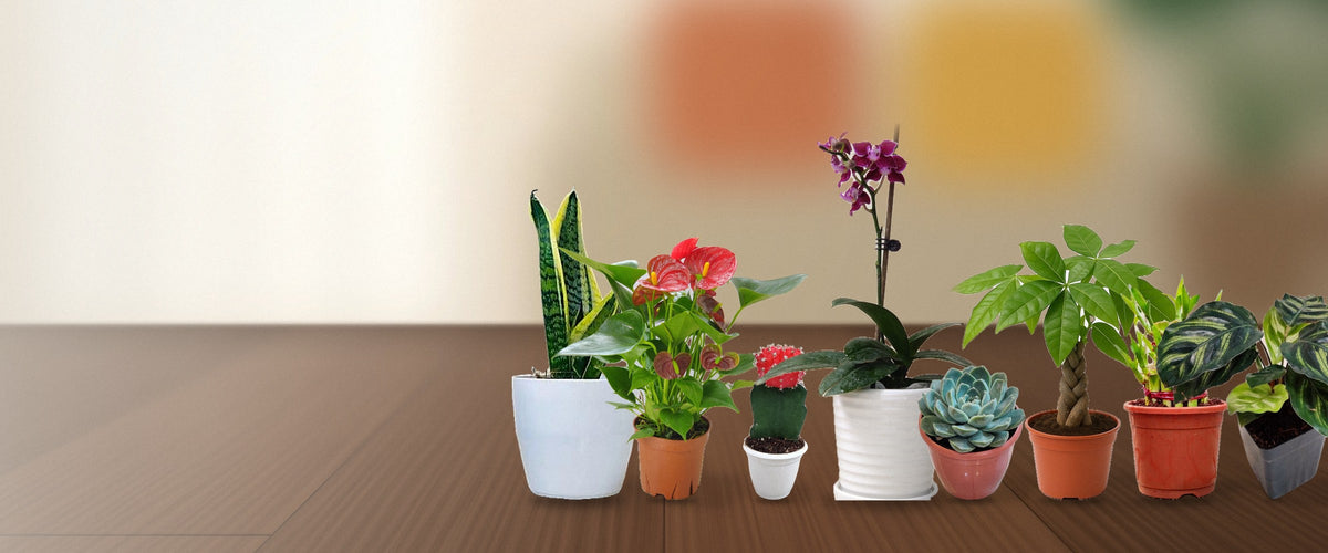 Live plants on a living-room table: snake plant, anthurium, moon cactus, orchid, echeveria, braided money tree, lucky bamboo and calathea