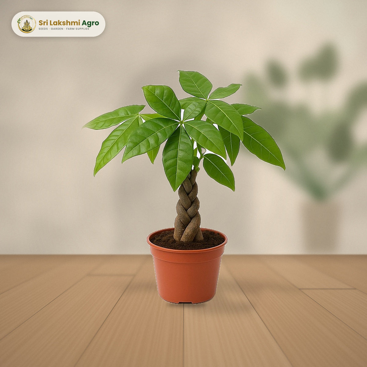 Pachira Money Tree – Braided (Regular): real plant styled on a console against a limewash wall