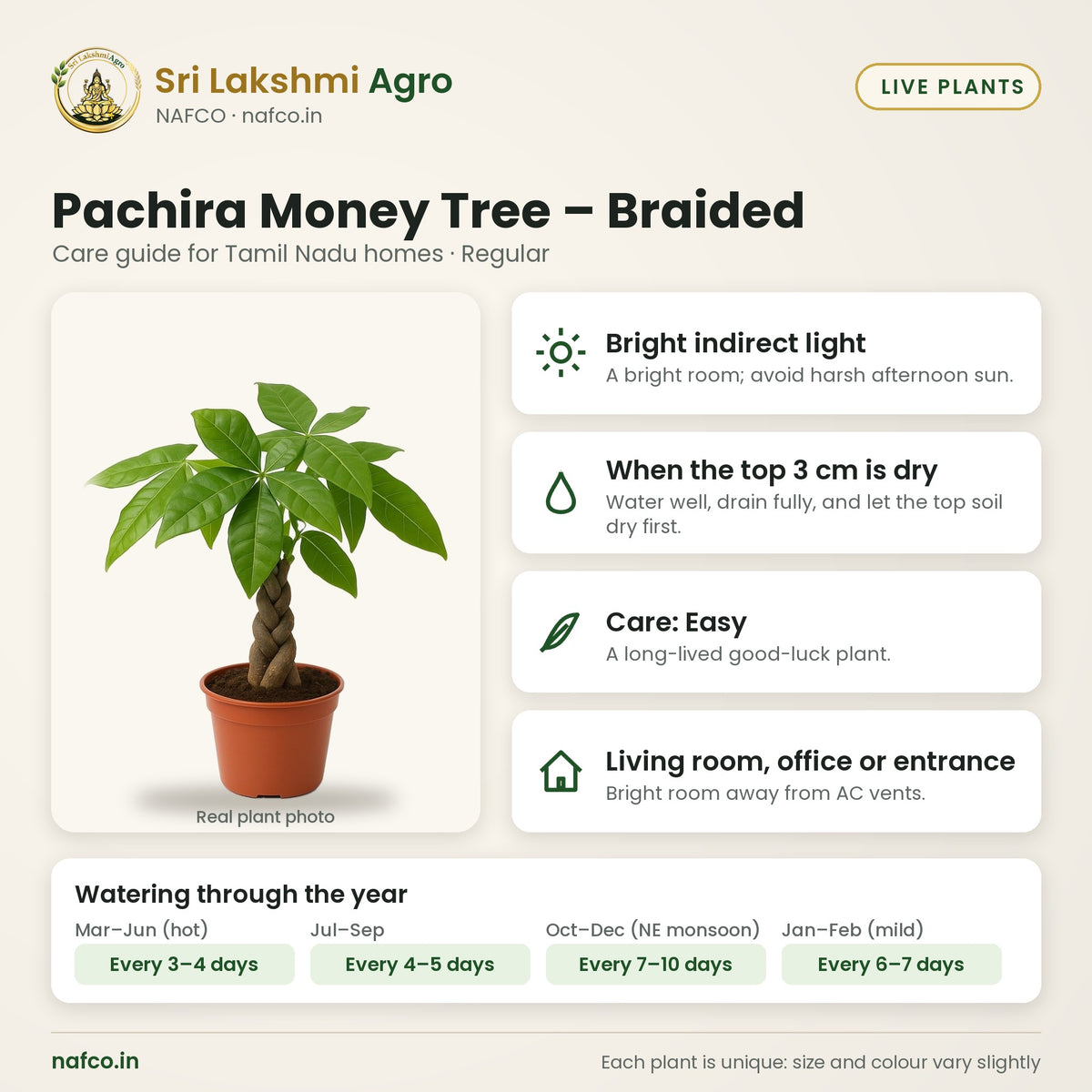 Pachira Money Tree – Braided care guide: bright indirect light; water when the top 3 cm is dry; care easy; best spot living room, office or entrance