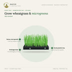 Paddy Tray – Germination Tray – features