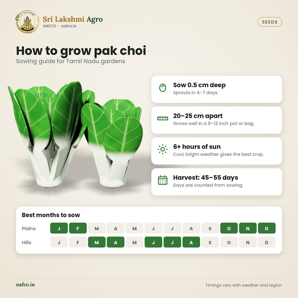 Pak Choi Seeds – sowing guide