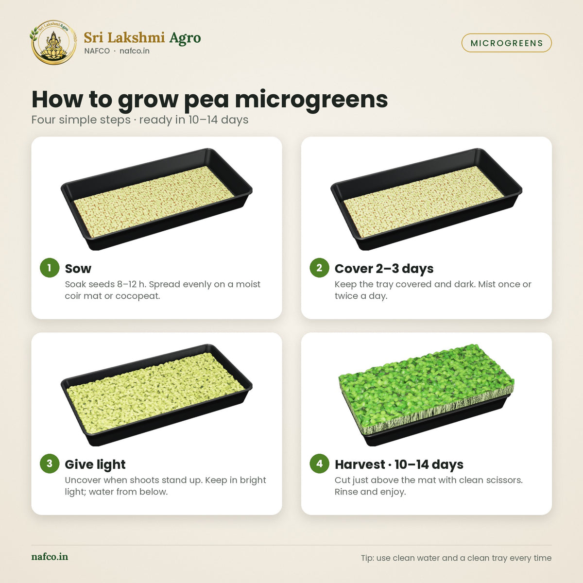 Pea Microgreen Seeds (Pattani) – how to use