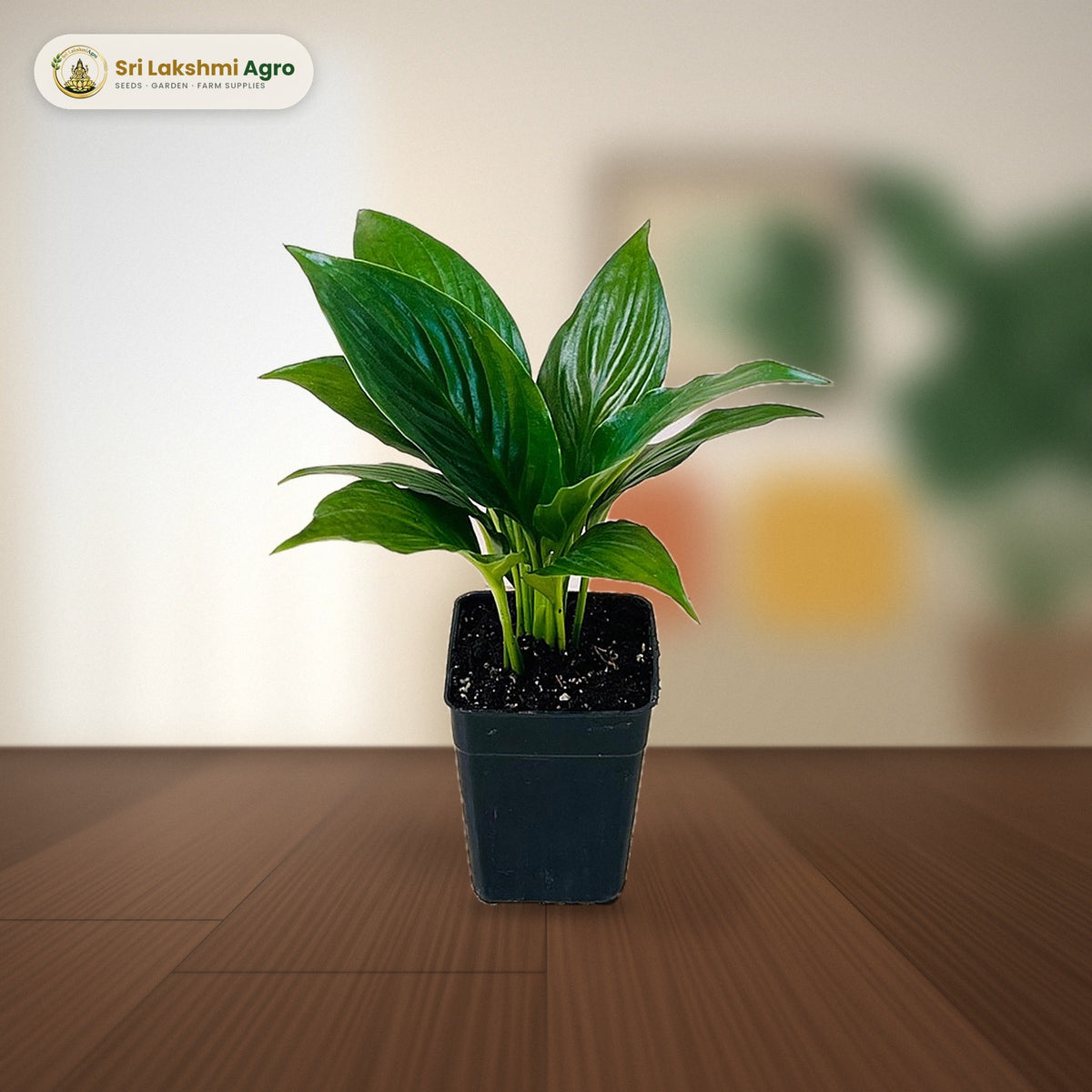 Peace Lily 'Crown' (Spathiphyllum) (Small): real plant styled on a living-room side table