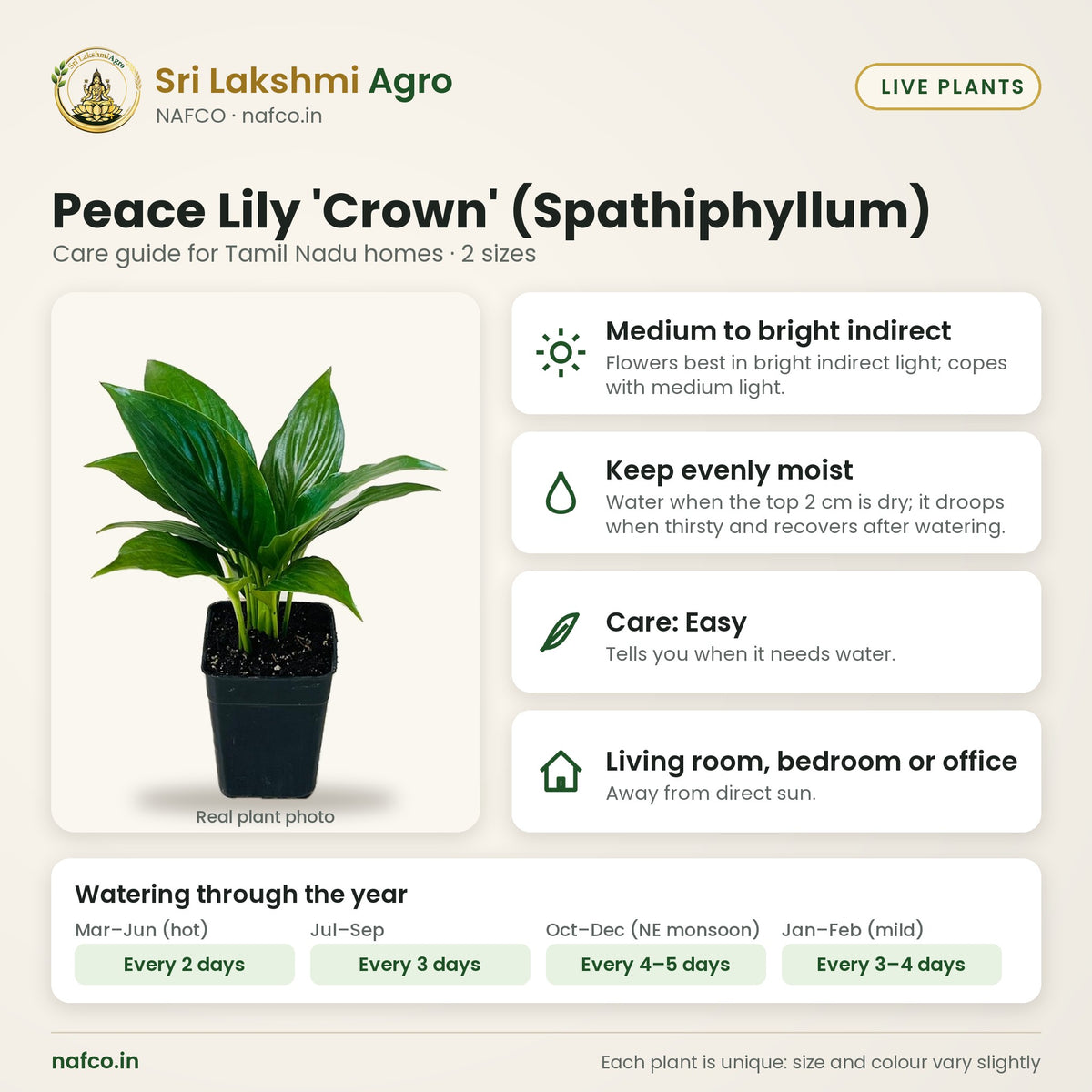 Peace Lily 'Crown' (Spathiphyllum) care guide: medium to bright indirect; water keep evenly moist; care easy; best spot living room, bedroom or office