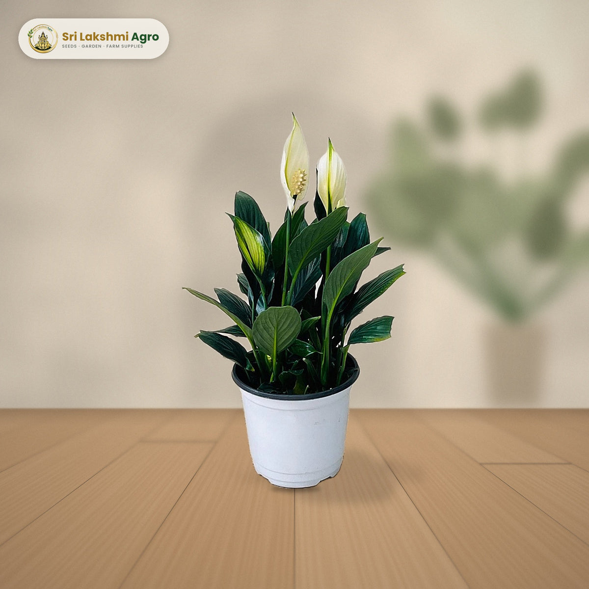 Peace Lily 'Crown' (Spathiphyllum) (Large): real plant styled on a console against a limewash wall
