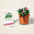 Pentas (Star Cluster) Seeds – Mixed Colours