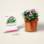 Pentas (Star Cluster) Seeds – Mixed Colours