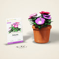 Petunia Seeds – Mixed Colours