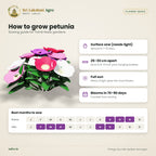 Petunia Seeds – Mixed Colours – sowing guide