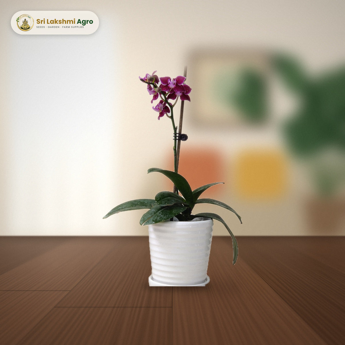 Phalaenopsis Orchid (Regular): real plant styled on a living-room side table