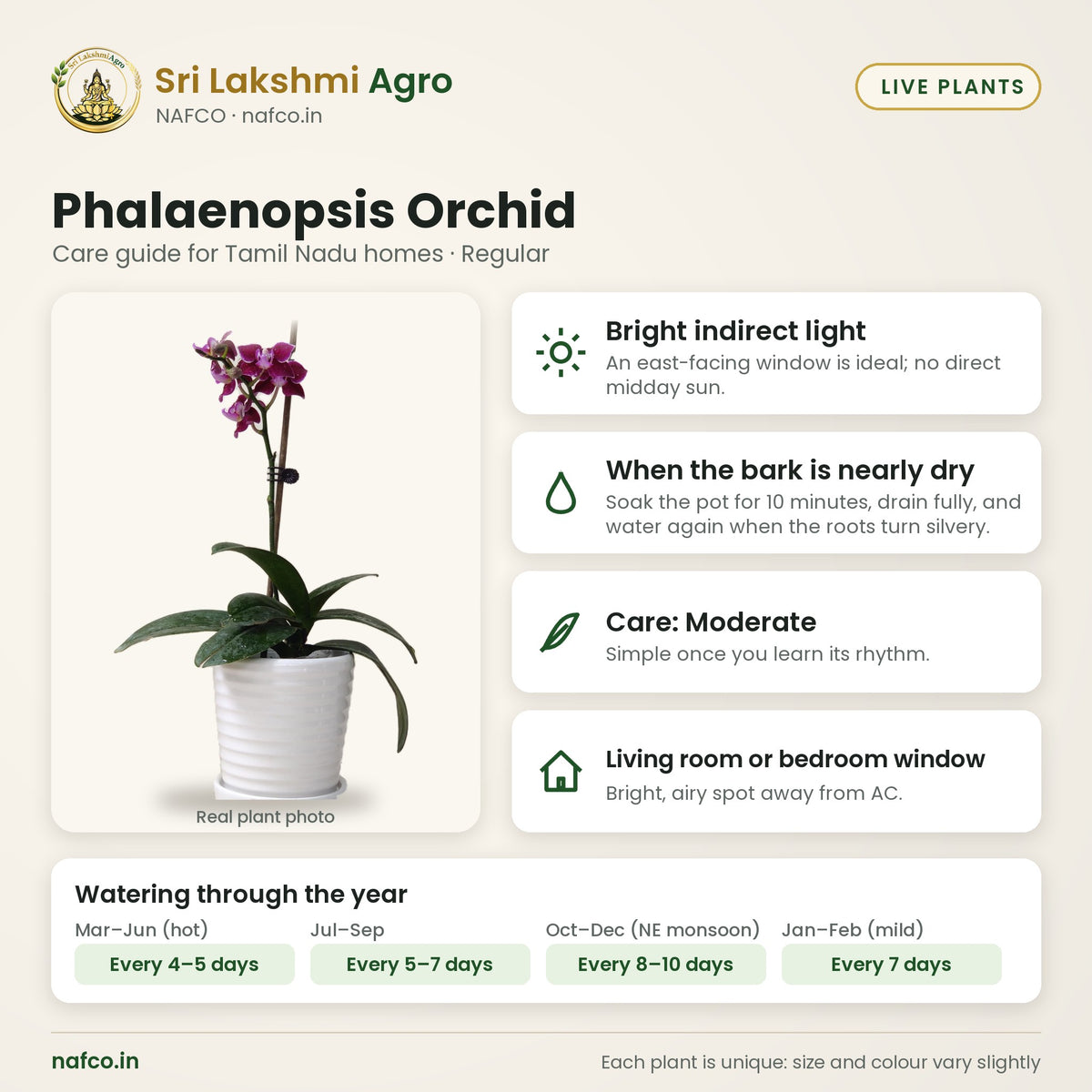 Phalaenopsis Orchid care guide: bright indirect light; water when the bark is nearly dry; care moderate; best spot living room or bedroom window
