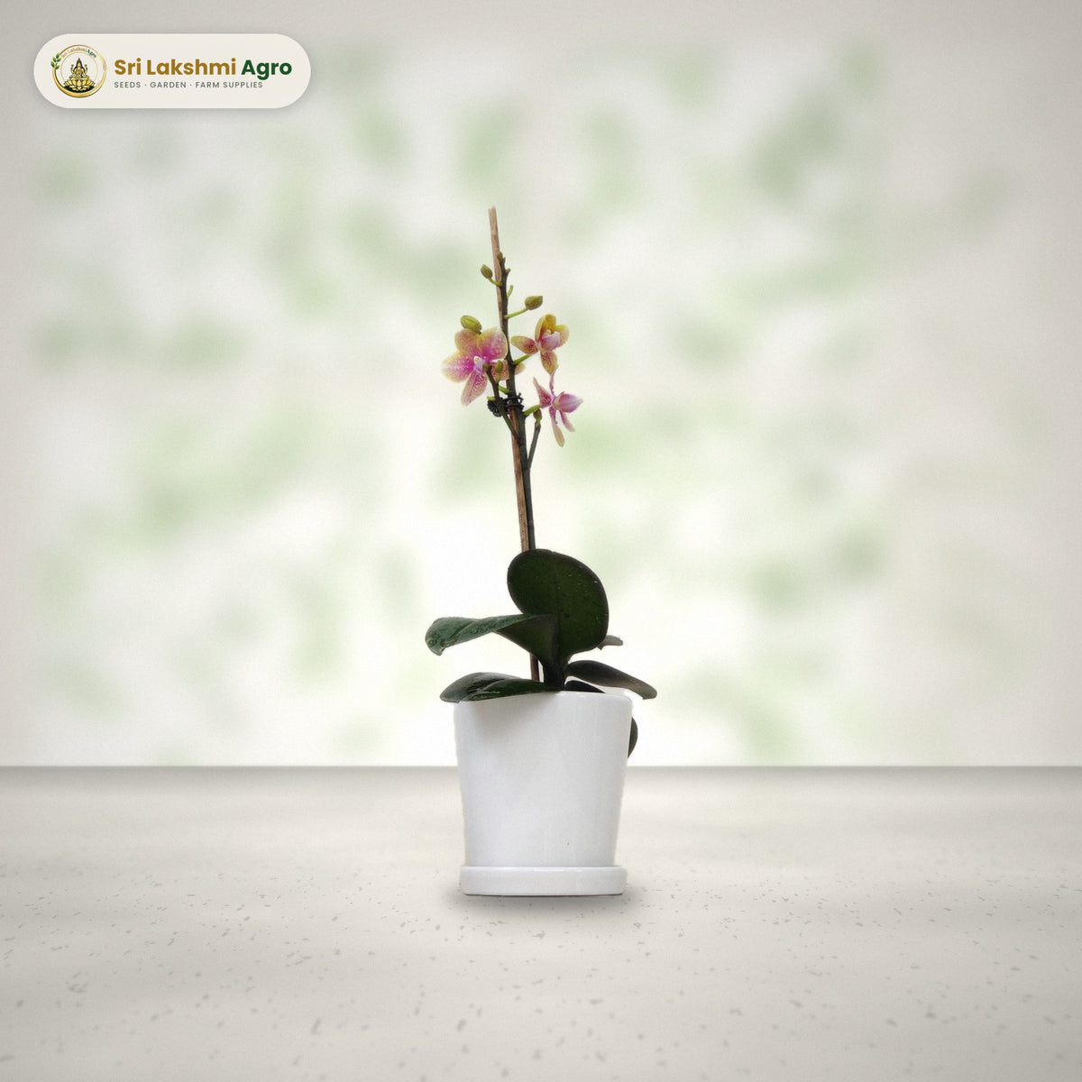 Phalaenopsis Orchid (Regular): real plant styled on a bright window sill