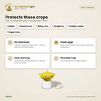 Pheromone Funnel Trap + Lure – Fall Armyworm (Maize) – crops
