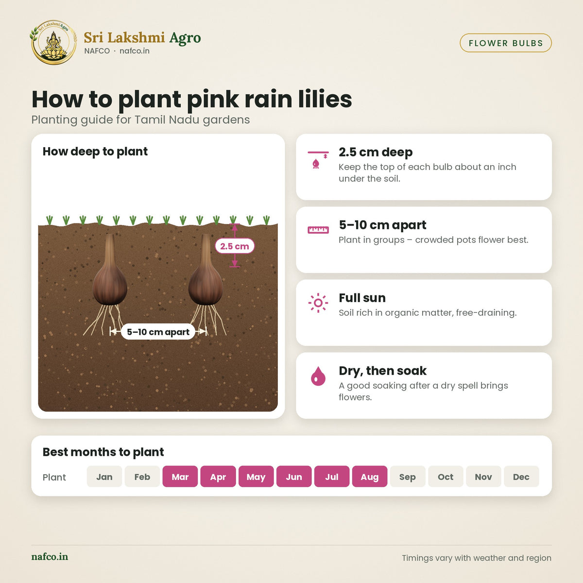 Pink Rain Lily Bulbs (Zephyranthes) – planting guide