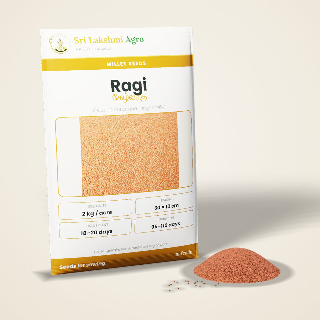 Ragi (Finger Millet) Seeds for Sowing