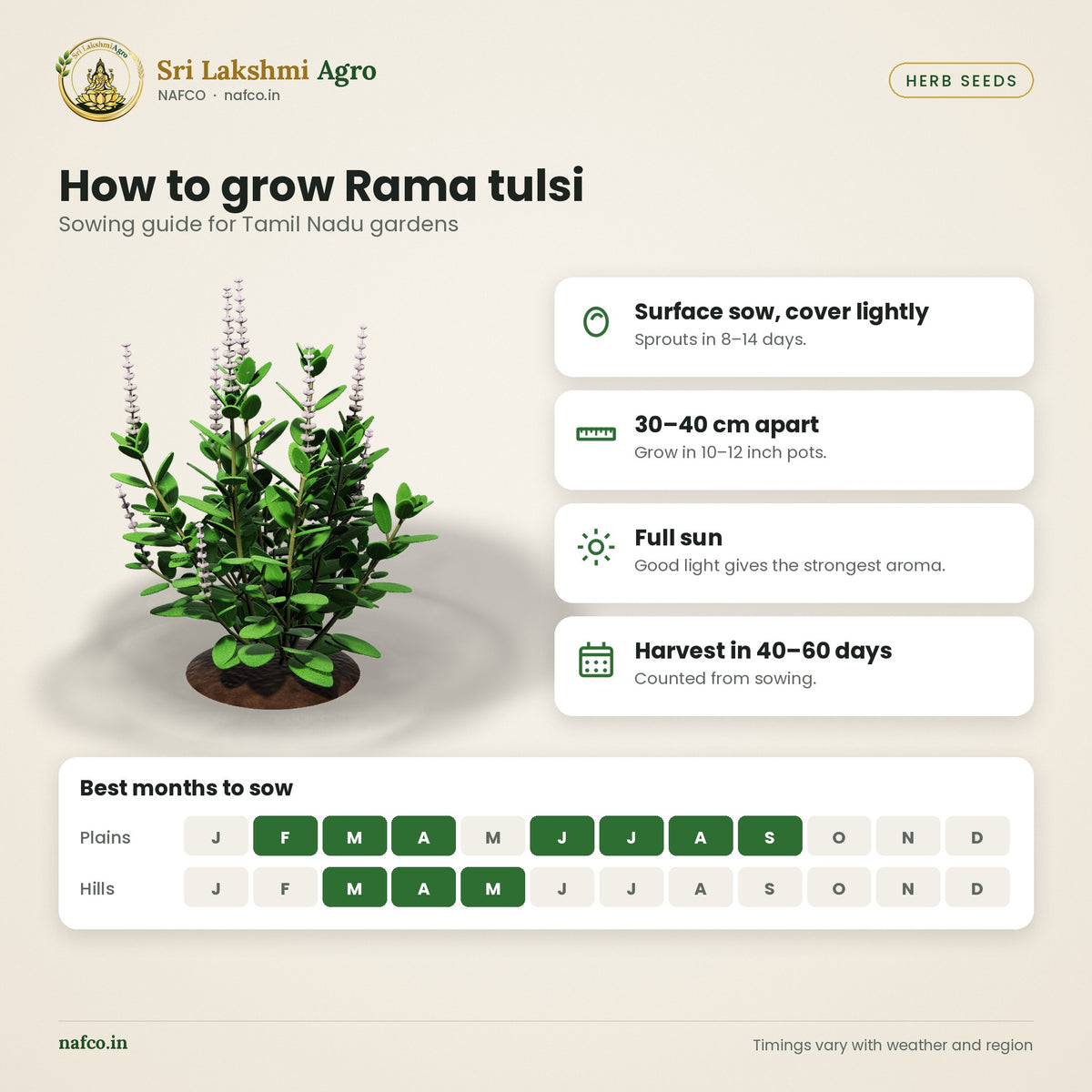 Rama Tulsi Seeds (Green Holy Basil) – sowing guide
