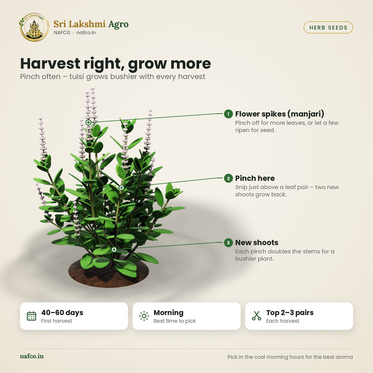 Rama Tulsi Seeds (Green Holy Basil) – harvest guide