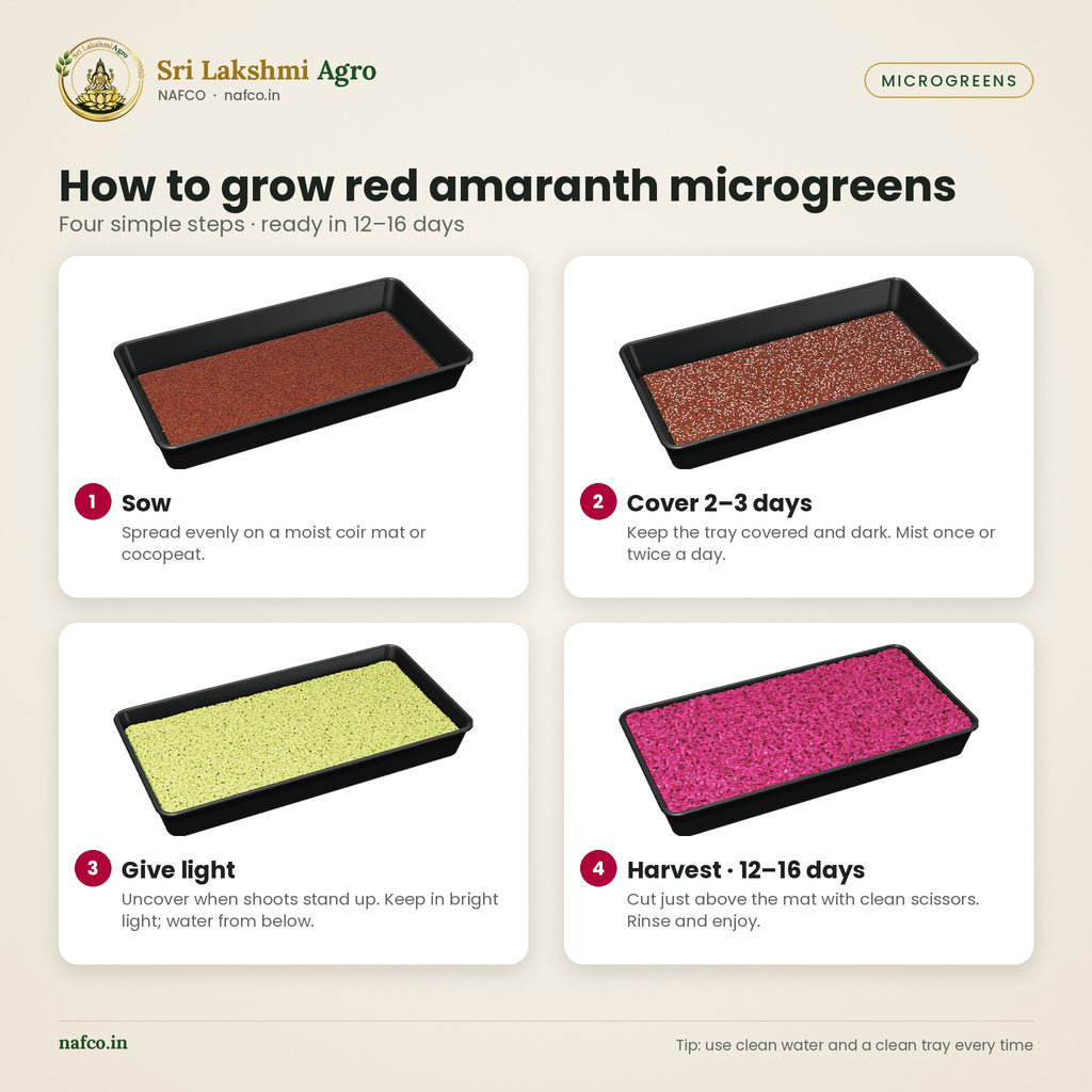 Red Amaranth Microgreen Seeds (Sengeerai) – how to use