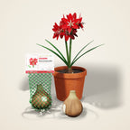 Red Amaryllis Bulb (Hippeastrum)